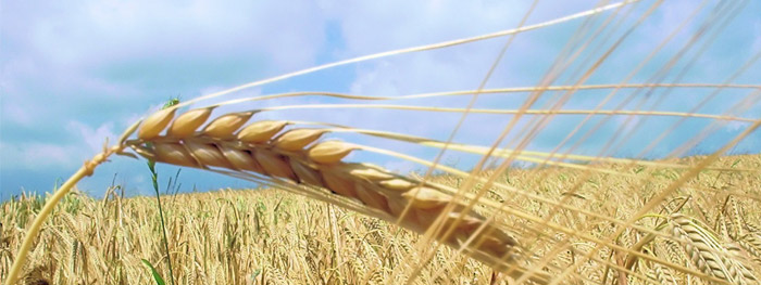 peiitu.jpg peiitu.jpg